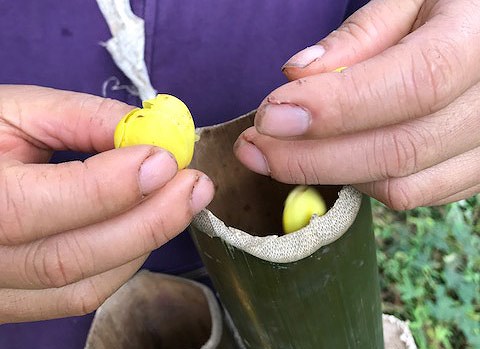 Loài trà thần dược bị săn tìm như báu vật, giá đắt đỏ 2 triệu/kg